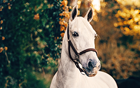 pferdehaftpflicht-versicherung-vergleich